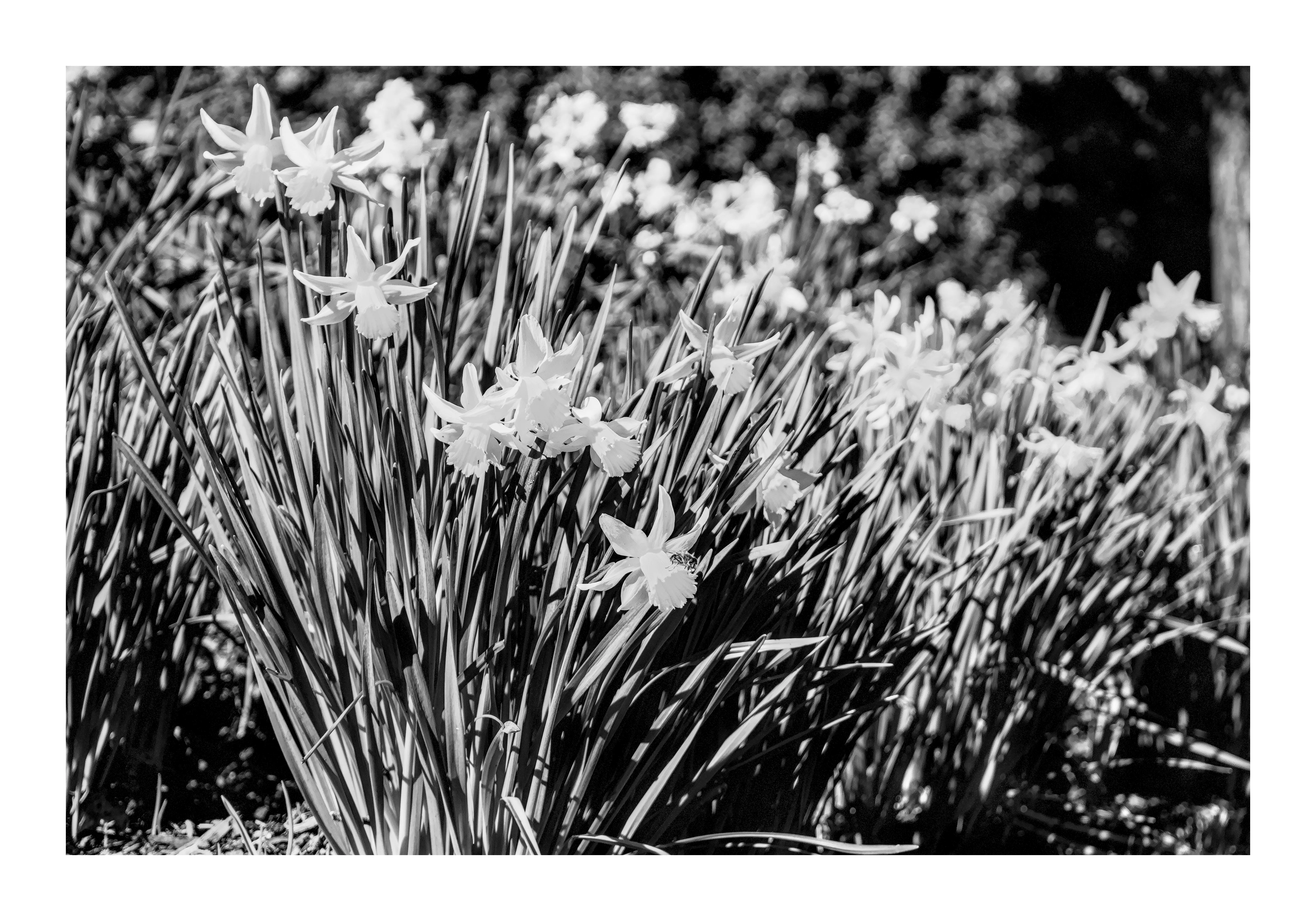 Annonce de Primtemps